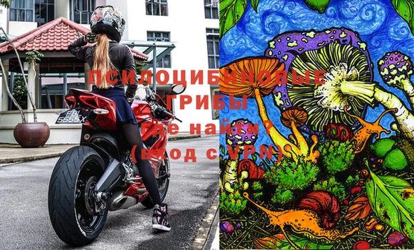 хмурый Аркадак