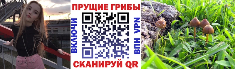 Галлюциногенные грибы ЛСД  закладка  маркетплейс наркотические препараты  Североморск 